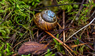 Snail on a Forest Floor in Latvia