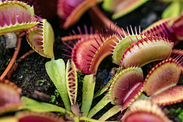 Plantation of sundew, drosera, insectivorous plants. Sticky cilia for catching and digesting...