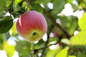 Red apple growing on a tree in garden. Ripening fruit hanging on branch with leaves in sunlight