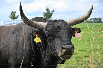 aurochs imitation of an extinct animal
