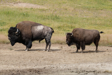 Two wild Bison.
Wild bison at Yellowstone National Park.