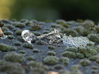 skeleton of small bird on wall between moss and lichen