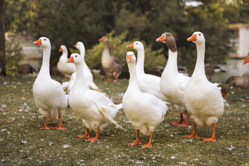 Flock of domestic geese on a green meadow. Geese in the grass, domestic bird, flock of geese,...