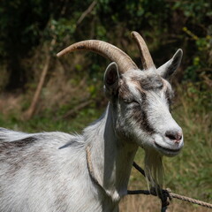 Grey goat at the pasture at the sunny summer