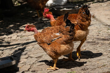 Chickens in a chicken coop in the countryside in the open air. Chickens on the farm on a sunny day. Homemade rural chickens