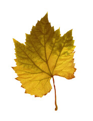 Autumn yellow grape leaf watercolor isolated on white background illustration for all prints.