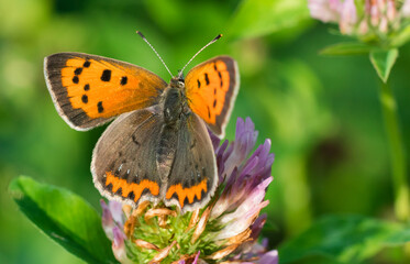Obraz premium Pomarańczowy motyl 