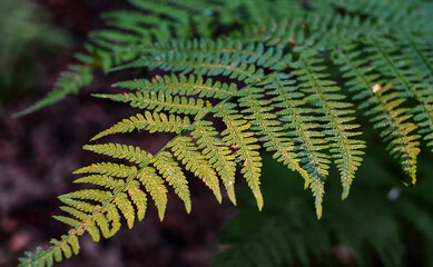 Beautiful fern leaves in the rays of the autumn setting sun in the northern forest, close-up,...