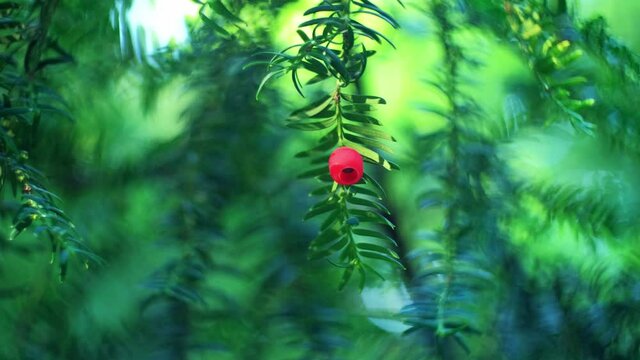 European English Common Yew with Ripe Red Berry Fruit Hanging from Green Branches