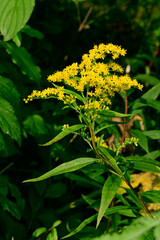 Kanadische Goldrute // Canadian goldenrod (Solidago canadensis)