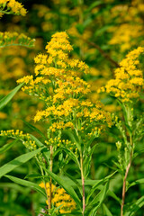 Canadian goldenrod // Kanadische Goldrute (Solidago canadensis)