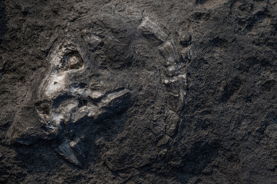 Versteinerter Ziegenkopf / Arch&auml;ologie