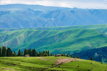 The horses in high mountain meadow of Yining city Xinjiang Uygur Autonomous Region, China.