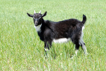 Baby goat in the meadow