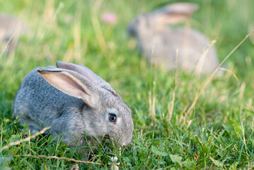 Domestic rabbits in grass at sunset