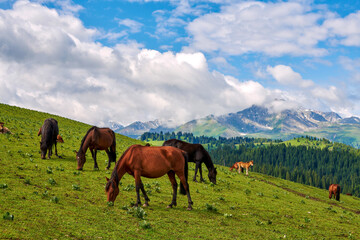 Fototapeta na wymiar The horses in high mountain meadow of Yining city Xinjiang Uygur Autonomous Region, China.