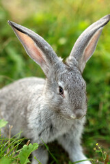 Domestic rabbit in grass at sunset