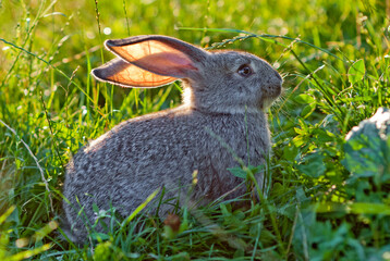 Domestic rabbit in grass at sunset