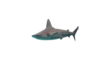 Shark isolated on white background