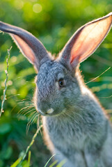 Cute young rabbit