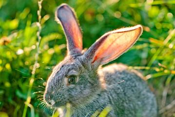 Domestic rabbit in grass at sunset