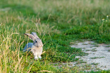 Domestic rabbit in grass at sunset