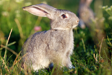 Cute young rabbit