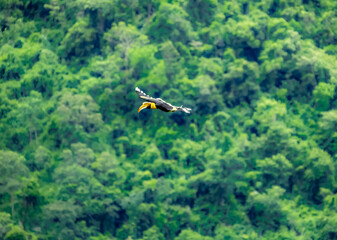 flying hornbill to find food in the valley