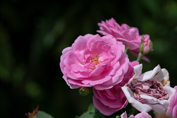 Close up Pink of Damask Rose flower with blur background.