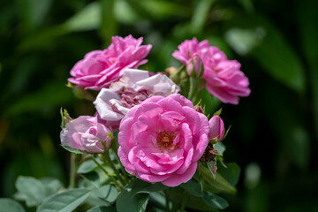 Close up Pink of Damask Rose flower with blur background.