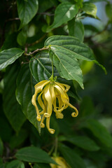 Close up Fragrant cananga, Macassar oil plant flower on tree with leaves background.