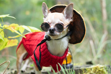 A chihuahua dog in black glasses and a red sweater walks through the forest on Halloween.