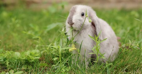Lop-eared rabbit eating dandelion in the meadow