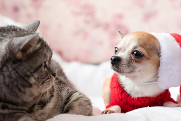 Fototapeta na wymiar A small dog in a Santa Claus hat lies next to a big cat.