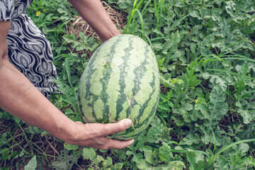 The melon farmer picked a watermelon