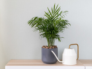 Potted green plant, parlor palm (Chamaedorea elegans) and watering can in home interior. Home decor...