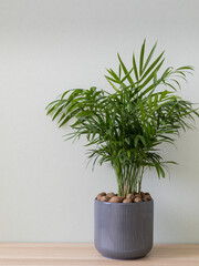 Houseplant in flowerpot on a light wooden table. Chamaedorea (parlor palm), vertical photo.