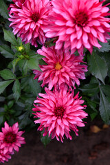 Purple-lilac dahlia of the ‘Gallery Art Nouveau’ variety, selective focus, top view