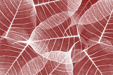 Beautiful white vein pattern of Bodhi leaves