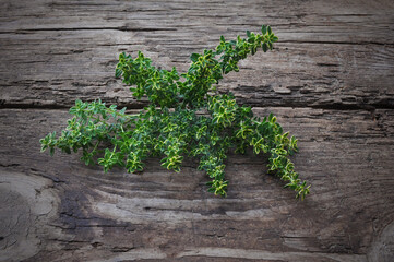 beautiful green fresh bush of lemon thyme on a wooden background, useful spice, spice. aromatic seasoning. ingredient for cooking in the kitchen, food recipe. additive to tea. green leaves, market