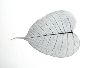 Black vein strucrure of Bodhi leaf on white background