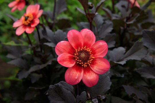 Blooming dwarf dahlia 'Dahlegria Tricolore' (Collarette Group). Perfectly formed red and salmon rose flowers contrast the dark bronze foliage