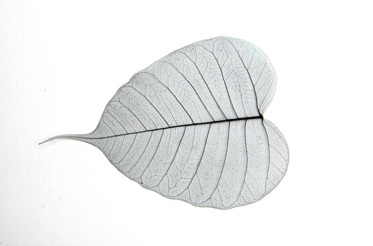 Banyan Tree Leaf | Free Download Vectors, Images - WowPatterns
