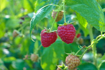 beautiful red raspberry growing on the bush. ripe delicious berry in the garden, farming. berry background, farm product, eco-friendly wholesome berry. raw juicy raspberries with leaves