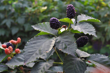 beautiful purple blue blackberry growing on the bush. ripe delicious berry in the garden, farming. berry background, farm product, eco-friendly wholesome berry. raw juicy blackberries with leaves