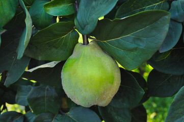 yellow green quince growing on a tree branch. ripe delicious fruit in the garden, agriculture. background fruit, farm product, eco-friendly healthy fruit. raw juicy quince with leaves