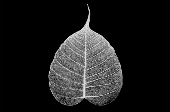 White vein pattern details of Bodhi leaf on black background