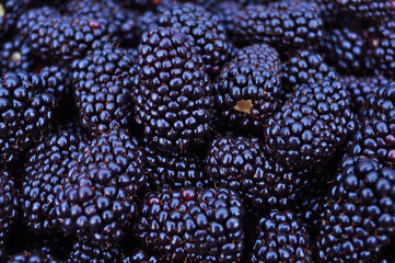 many berries of juicy bright tasty purple blue blackberries, top view. Berry texture. close-up, background image of food on a flat surface. vegetarian healthy food, dessert, healthy delicacy
