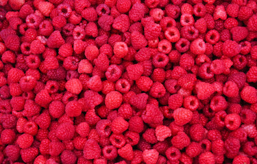 many berries of juicy bright tasty red and pink raspberries, top view. Berry texture for design and print. close-up, background image of food on a flat surface. vegetarian healthy food, dessert