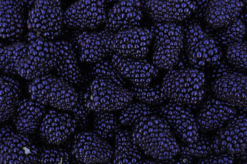 many berries of juicy bright tasty purple blue blackberries, top view. Berry texture. close-up, background image of food on a flat surface. vegetarian healthy food, dessert, healthy delicacy